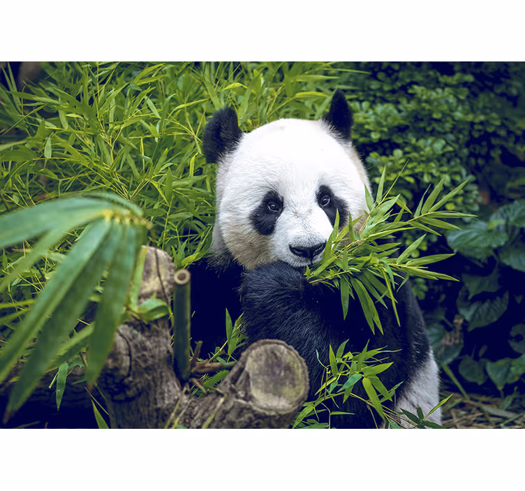 μπαμπού τοιχογραφία panda σε μια σκιά - TenStickers