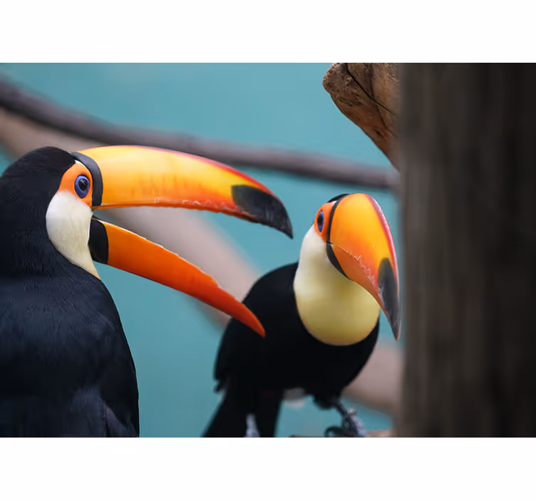 Ζωικά τοιχογραφίες ζευγάρι πουλιών toucan - TenStickers