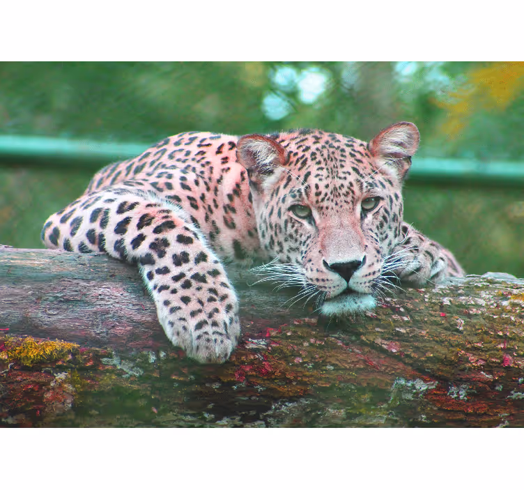 Jaguar ζούγκλα δάσος τοιχογραφία τοίχου σαλόνι - TenStickers