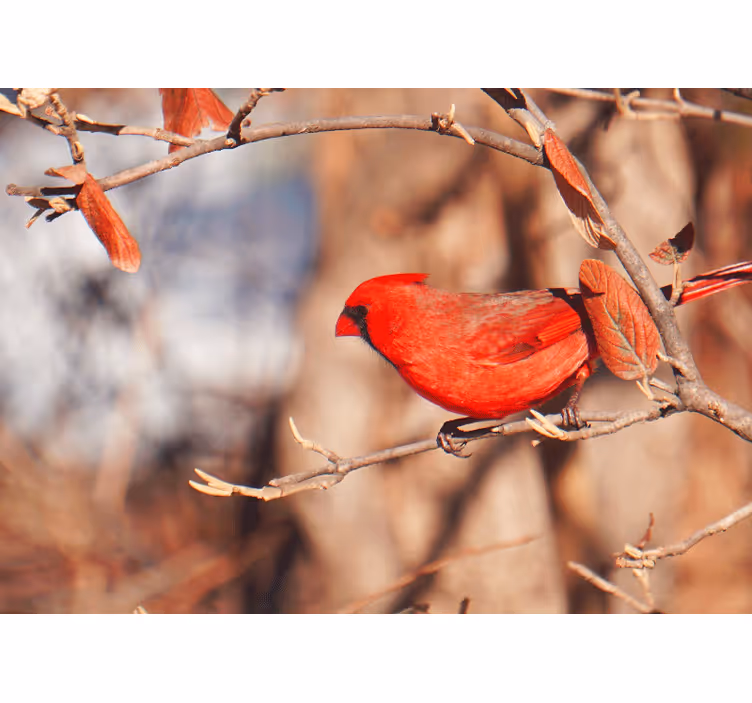 όμορφο κόκκινο πουλί σε τοιχογραφία τοίχων φύλλων - TenStickers