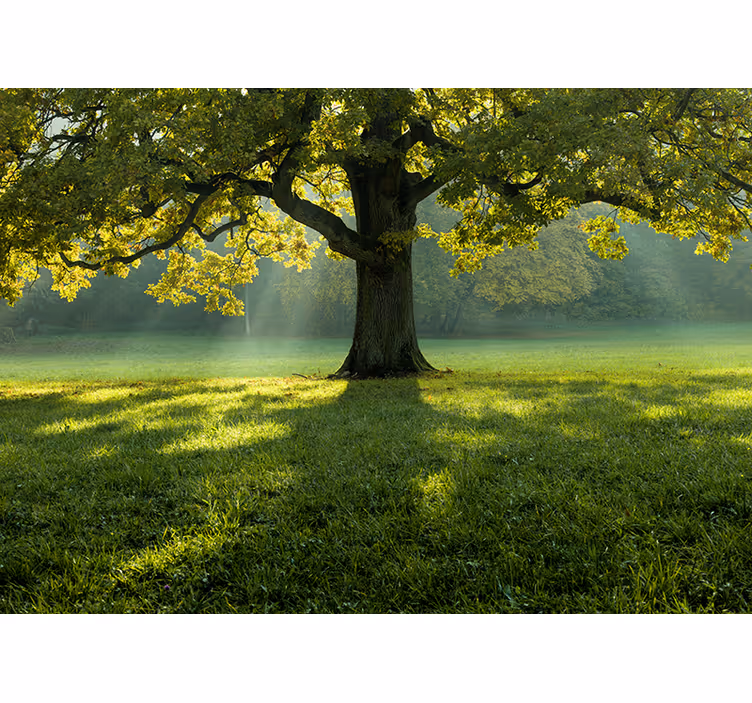 Φωτοταπετσαρία φύσης Σιλουέτα Μεγαλοπρεπούς Δέντρου - TenStickers