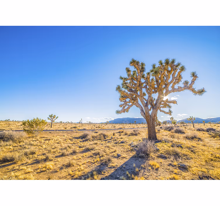 Φωτοταπετσαρία βουνού τοπίο joshua tree - TenStickers