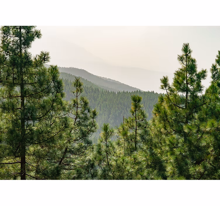 Φωτοταπετσαρία φύσης Πλούσιο Πράσινο Τοπίο - TenStickers