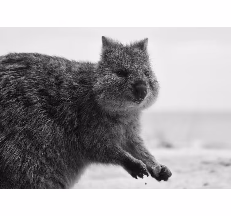 Ζωικά τοιχογραφίες κοντινές εκφράσεις wombat - TenStickers