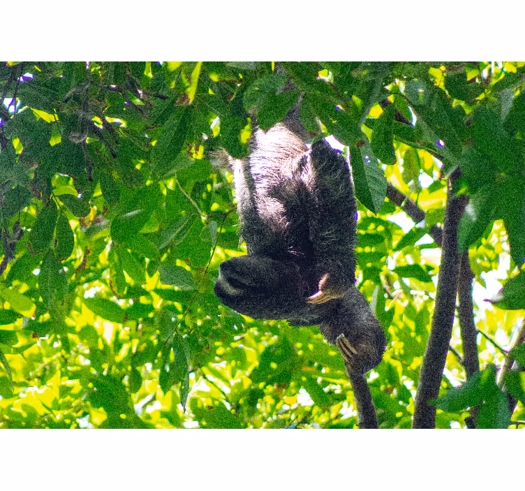 αξιολάτρευτη κρεμαστή sloth αφρικανική τοιχογραφία - TenStickers
