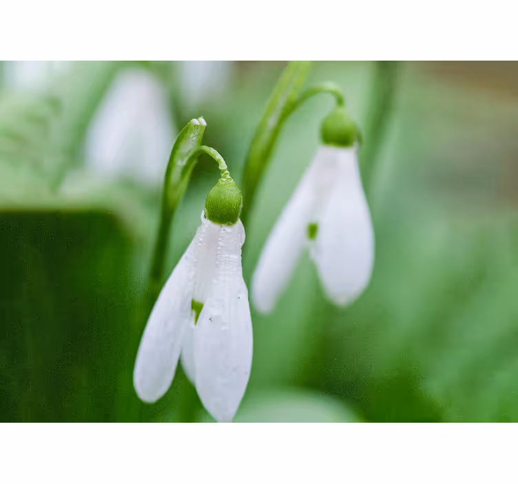 κοντινό πλάνο της τοιχογραφίας τοίχου snowdrops - TenStickers
