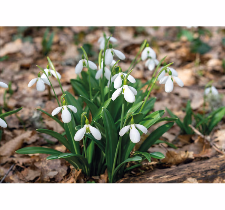 Snowdrops δασικό τοπίο λουλούδι τοίχο τοιχογραφία - TenStickers