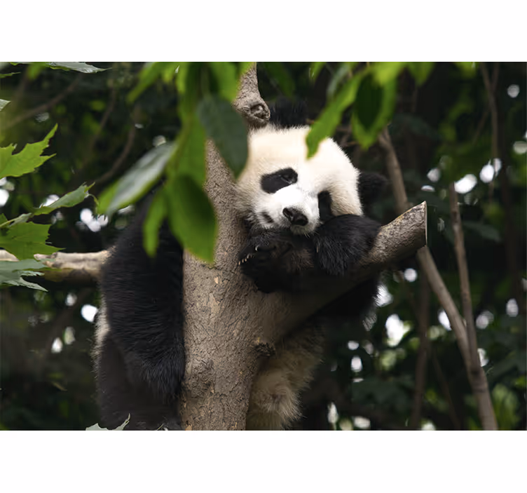 χαριτωμένο μωρό panda αρκούδες τοίχο τοιχογραφία - TenStickers
