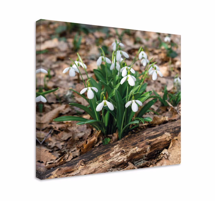Snowdrops forrest τοπίο λουλούδι καμβάς - TenStickers