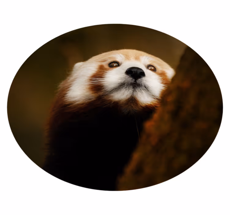 ζώο χαριτωμένο κόκκινο panda ζωικό χαλί - TenStickers
