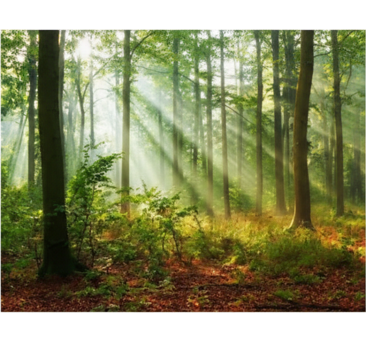 Ρολό στόρι με δέντρα Φυσικό φως στο δάσος - TenStickers