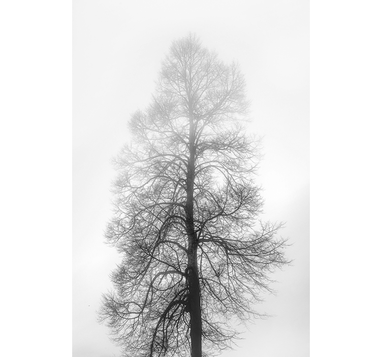 τυφλό παράθυρο δέντρου γκρι κλίμακας - TenStickers