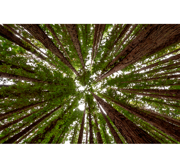 Pολό στόρι με δέντρα σχέδιο ψηλού θόλου - TenStickers