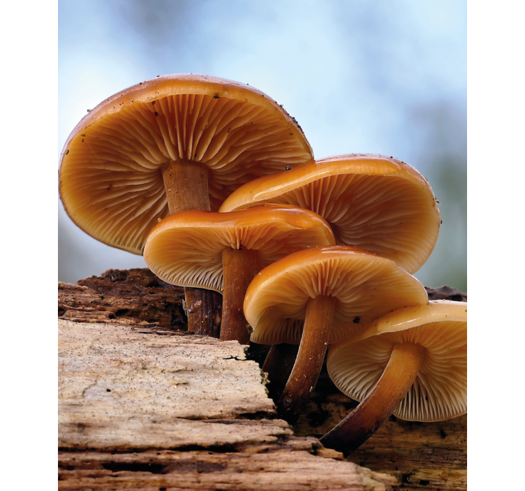 Pολό στόρι με λουλούδια και φυτά ανάπτυξη μανιταριών - TenStickers