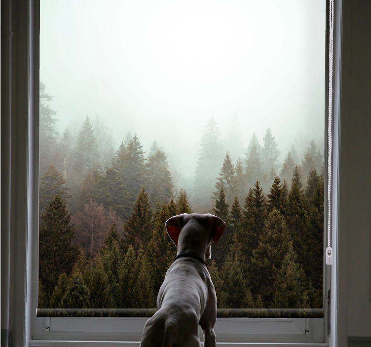 κωνοφόρα δάσος και ομίχλη σαλόνι τυφλό - TenStickers