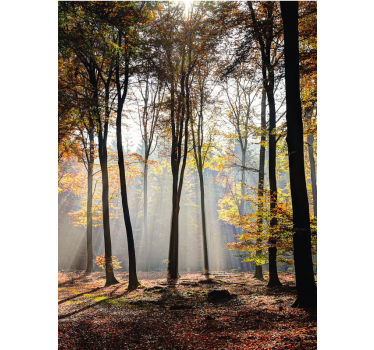 Pολό στόρι με δέντρα ηλιόλουστη σκηνή του δάσους - TenStickers