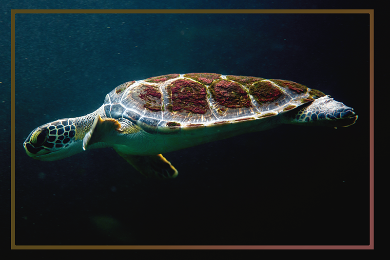 Πρωτότυπο σουπλά θαλάσσιο τοπίο χελώνας - TenStickers