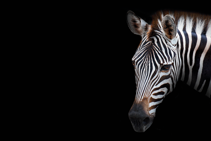 ρεαλιστική εικόνα πλακάτ ζέβρα - TenStickers