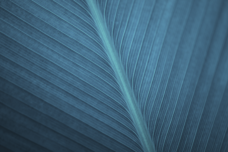 μεγάλα μπλε γκρι φύλλα μοντέρνα πλακάτ - TenStickers