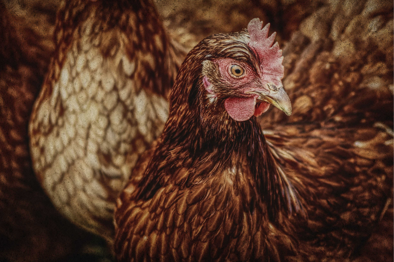 σοβαρές καφετιές αρχικές πινακίδες - TenStickers