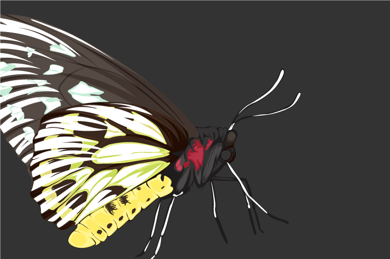 Πρωτότυπο σουπλά με πολύχρωμη απεικόνιση πεταλούδας - TenStickers