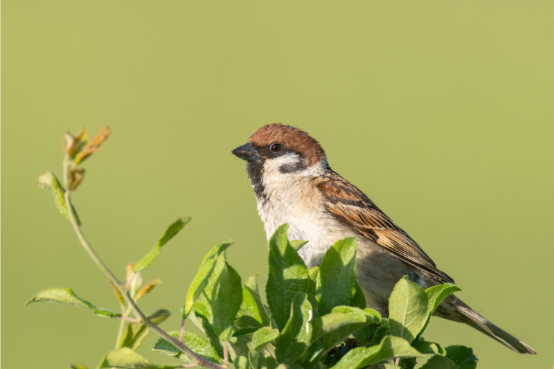 σπουργίτι σε πλάκες βινυλίου - TenStickers