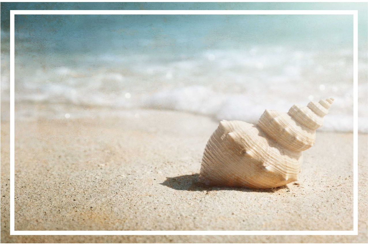 θαλασσινό κοχύλι στην άμμο μοντέρνα πλακάτ - TenStickers