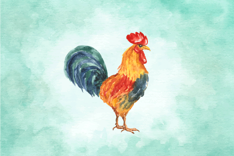 ρεαλιστικό χρωματιστό σχέδιο με σουπλά κόκορα - TenStickers