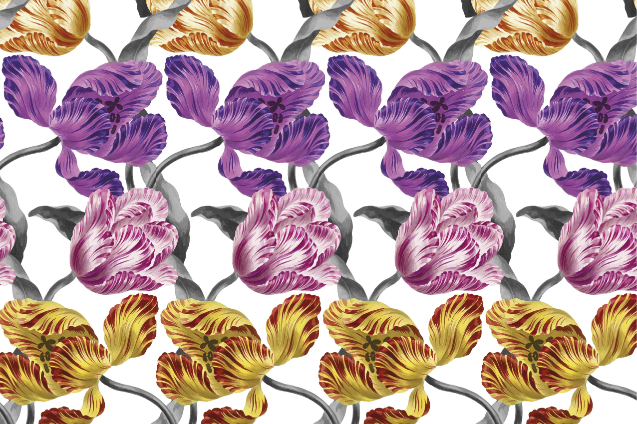 σουπλά μωβ, ροζ τουλίπες - TenStickers