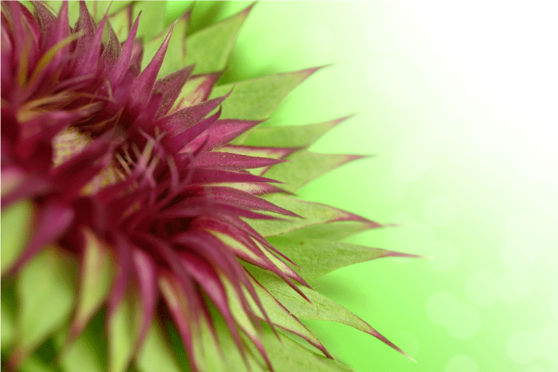 Κομψό σετ τραπεζιού Θιστλή - TenStickers