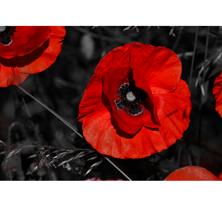 τοιχογραφία λουλουδιών παπαρούνας - TenStickers