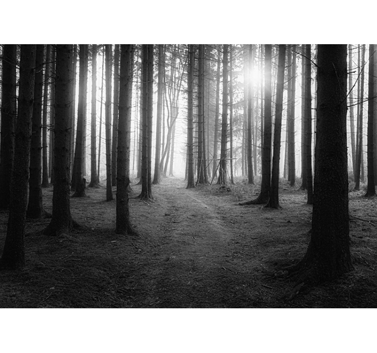 Φωτοταπετσαρία δάσους Μαγεμένου Δάσους - TenStickers