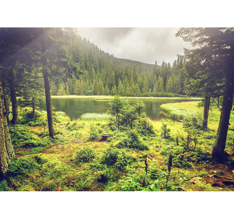 καταπράσινη δασική τοιχογραφία δέντρων - TenStickers