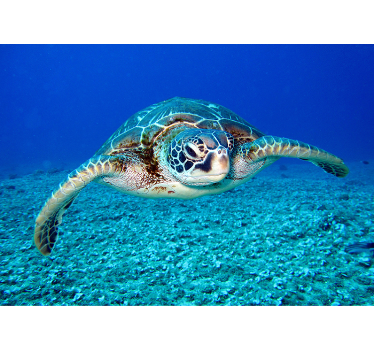 τοιχογραφία ζώων θαλάσσιας χελώνας - TenStickers