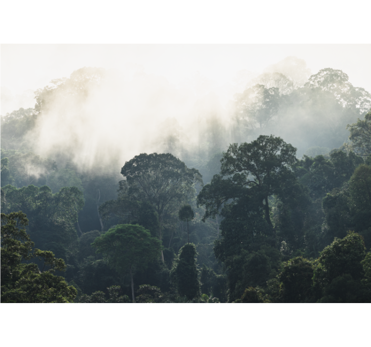 τοιχογραφία τοίχου φύσης υποβάθρου ζουγκλών - TenStickers