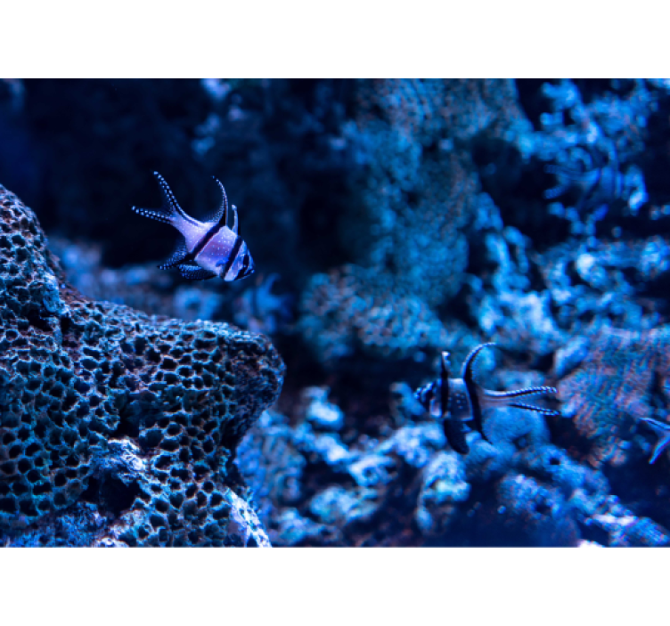 Ζωικά τοιχογραφίες ψάρια κοραλλιογενών υφάλων - TenStickers