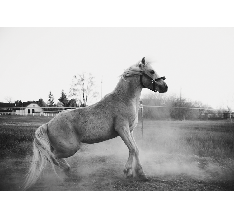 Ζωικά τοιχογραφίες Κατακτητικός Πόνυ - TenStickers