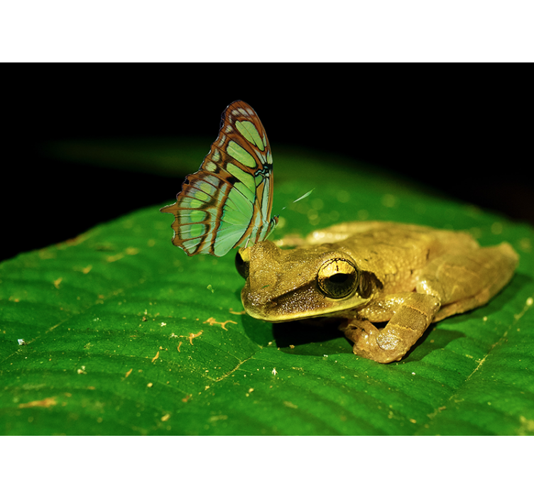 ειρηνική τοιχογραφία βάτραχος αντιπαράθεσης - TenStickers