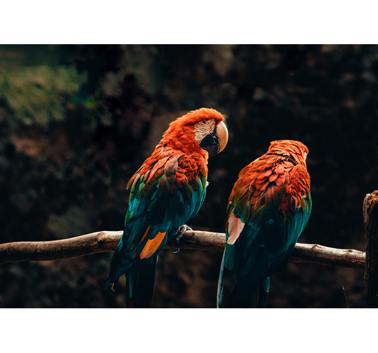 πολύχρωμη τοιχογραφία παπαγάλων - TenStickers