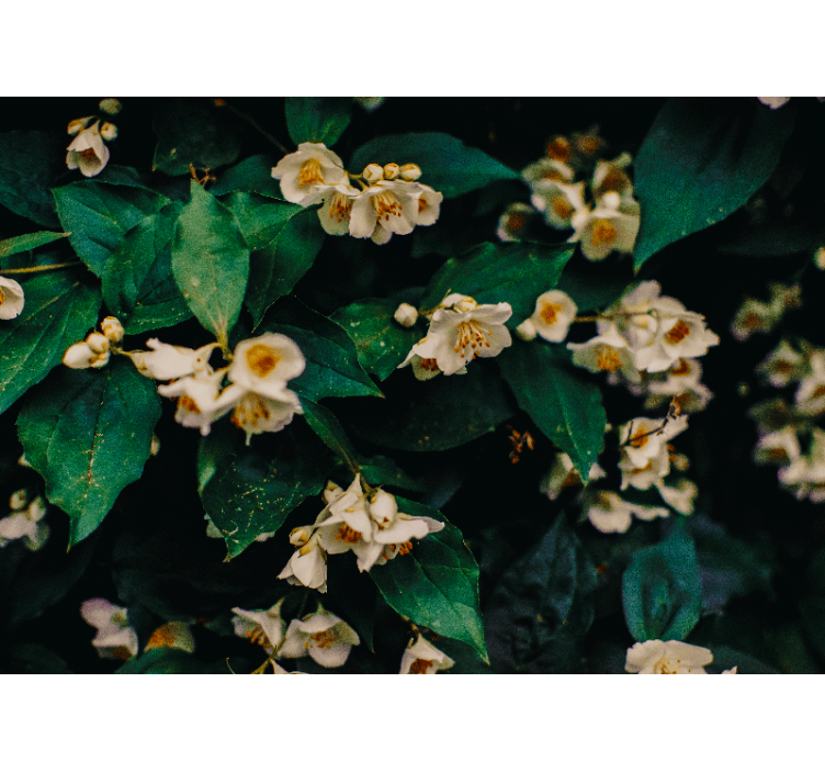 τοιχογραφίες λουτρών λουλουδιών γιασεμιού - TenStickers