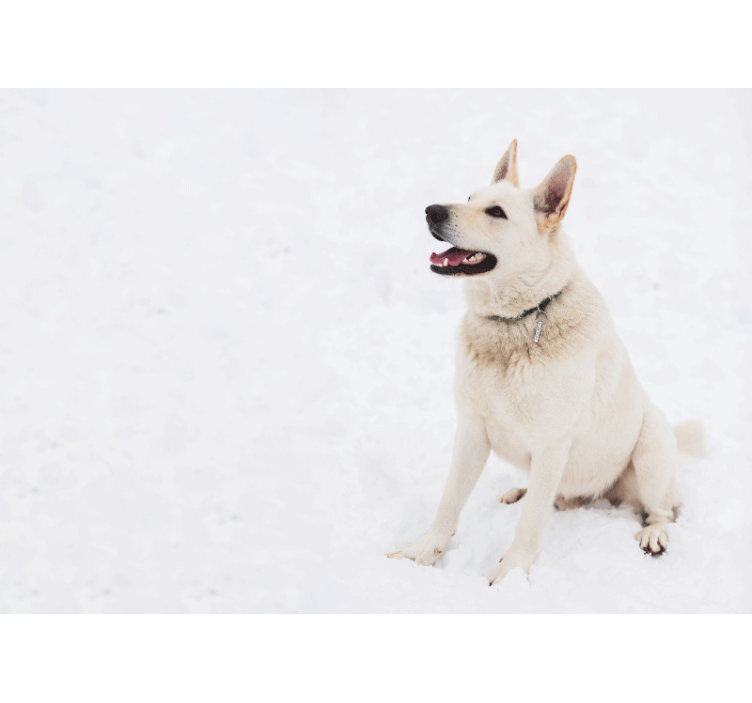 Ζωικά τοιχογραφίες χαρούμενο λευκό σκυλί - TenStickers