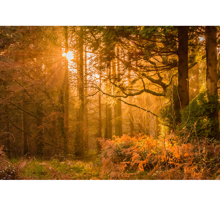Φωτοταπετσαρία φύσης φωτισμένο δασικό τοπίο - TenStickers