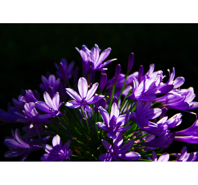 μωβ λουλούδια τοιχογραφία τοίχου κουζίνας - TenStickers