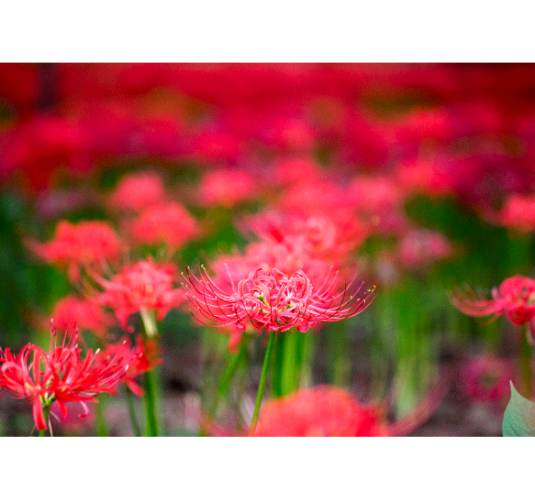 Φωτοταπετσαρία με παπαρούνες Ζωντανά Κόκκινα Λουλούδια - TenStickers