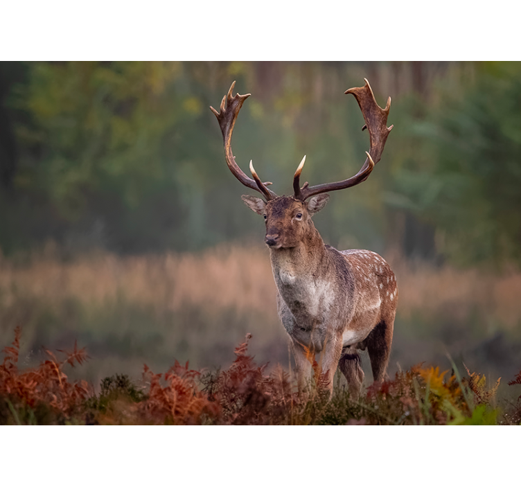 μοναχικό αρσενικό ελάφι σε τοιχογραφία στον τοίχο - TenStickers