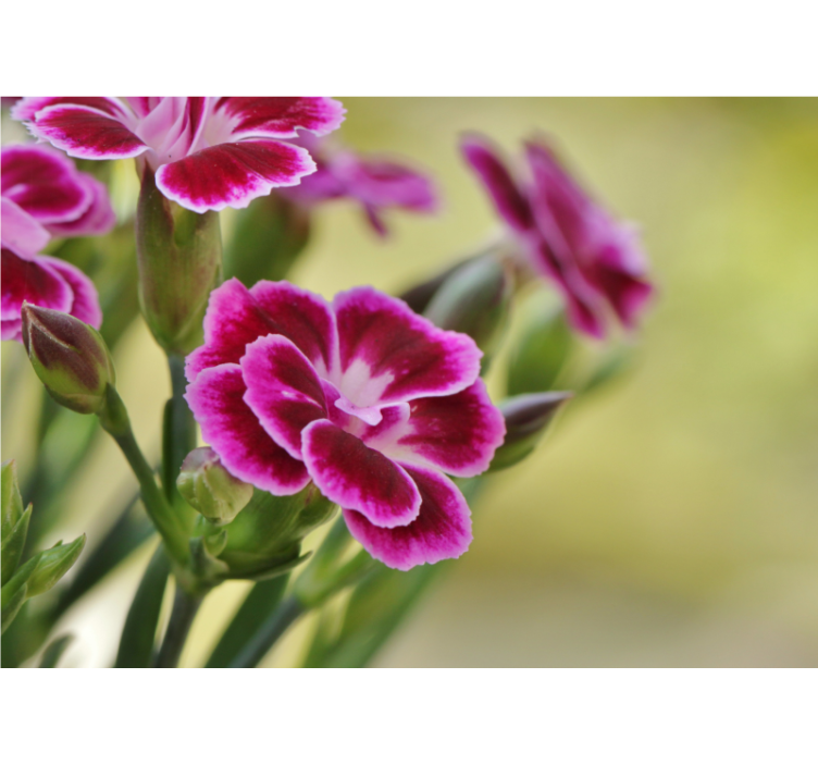 κλείστε επάνω τοιχογραφία γαρύφαλλου - TenStickers