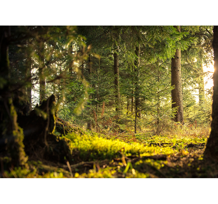 καταπράσινη δασική τοιχογραφία φύσης δασικών δέντρων - TenStickers