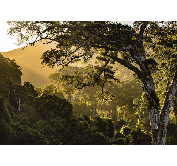 Φωτοταπετσαρία φύσης από καταπράσινα δάση - TenStickers