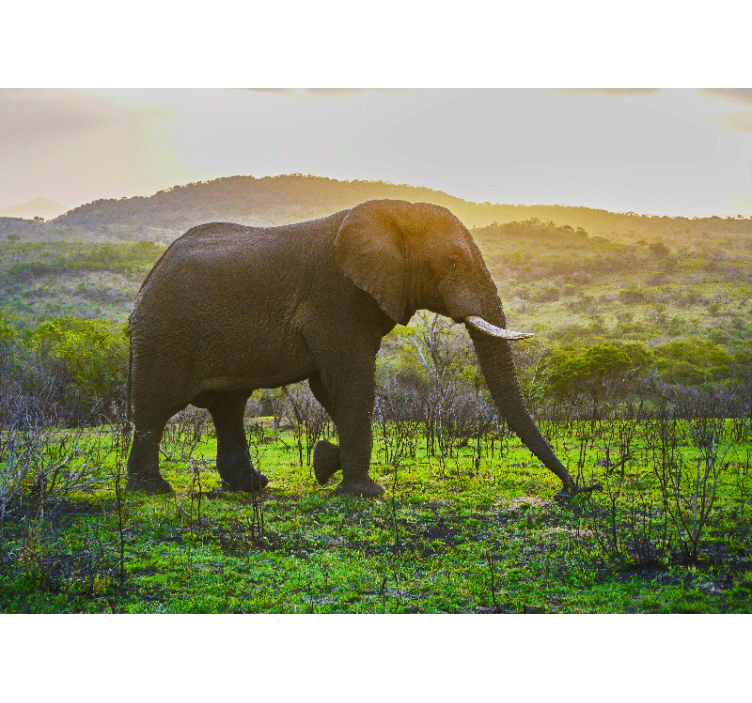 Ζωικά τοιχογραφίες Μεγαλοπρεπή Σκηνή Ελέφαντα - TenStickers