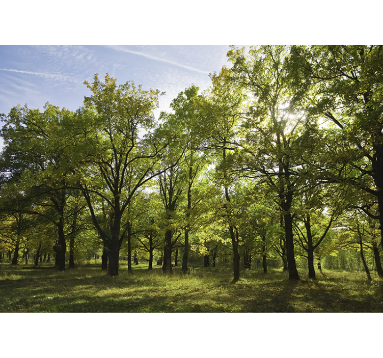 Φωτοταπετσαρία φύσης Ζωντανό Φύλλωμα τοπίο - TenStickers